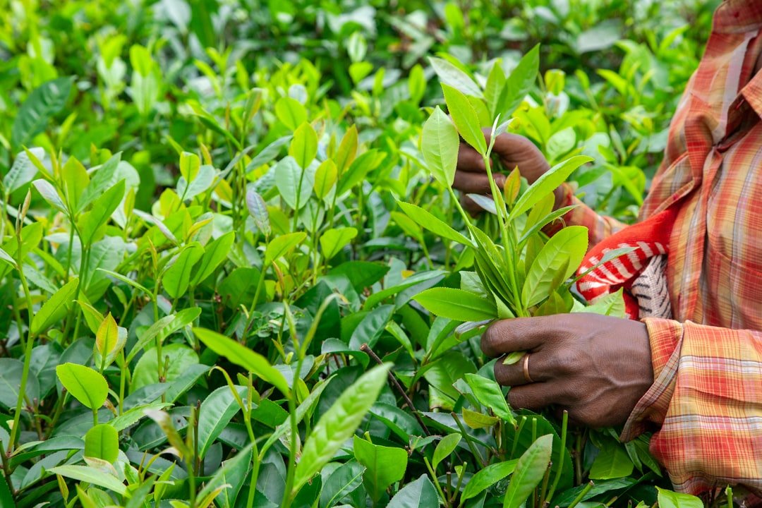 Hands picking fresh green tea leaves on a Kenyan tea estate