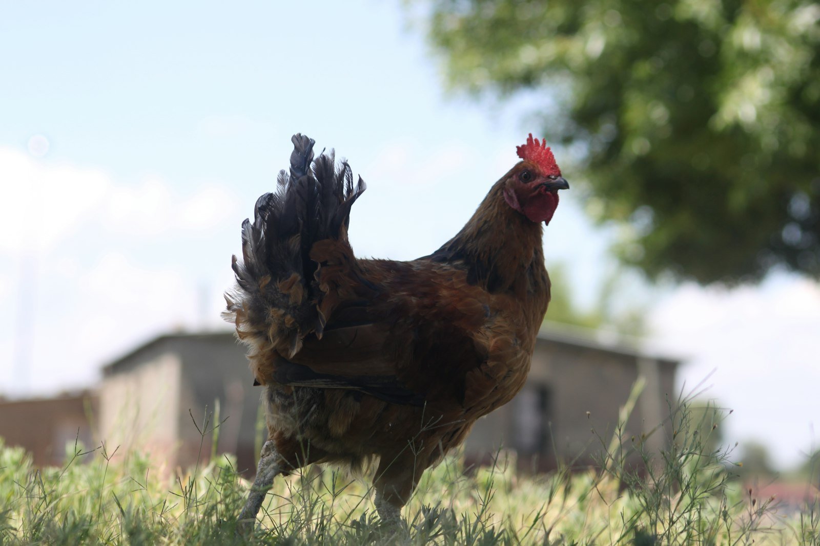 Free-range kuku kienyeji rooster in a Kenyan homestead