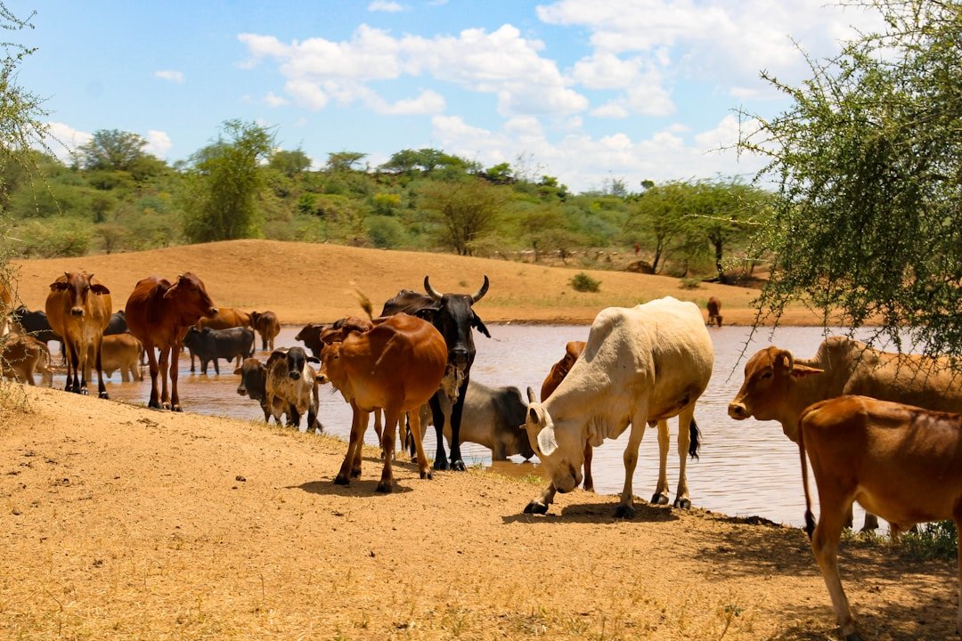 Cattle grazing in the Kenyan highlands, the source of fresh milk used to make mursik kenya