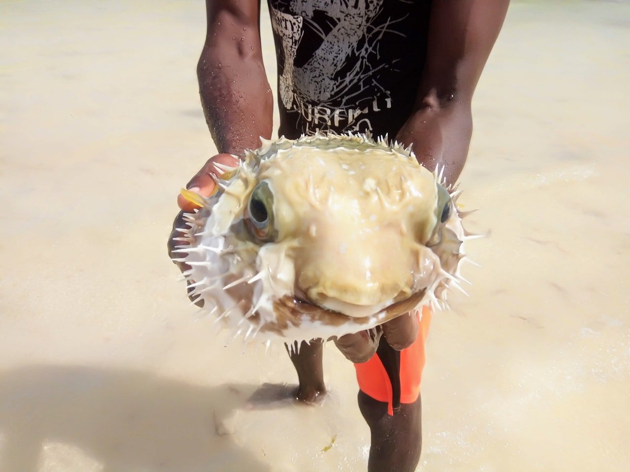 Fresh fish from Lake Naivasha, caught daily by local fishermen for restaurants and markets in Kenya