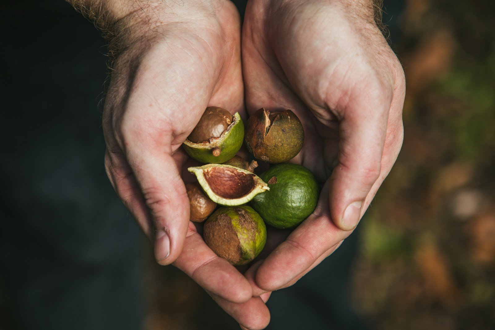 Kenyan macadamia nuts in shell harvested from highland farms