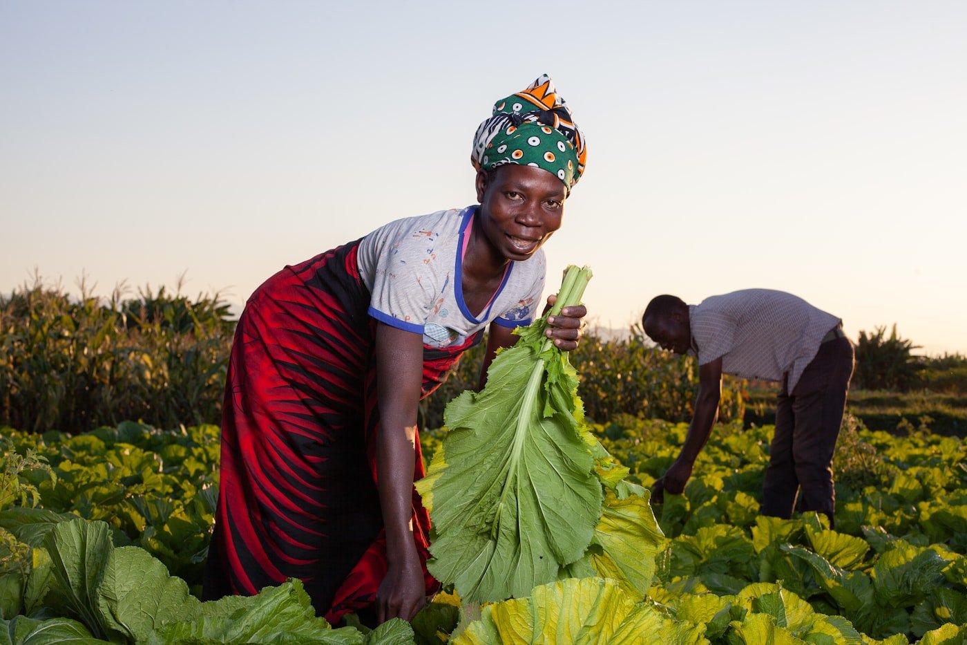 A Kenyan farmer harvesting fresh leafy greens used for traditional mukimo