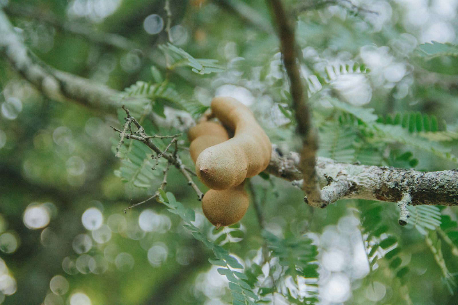 Whole ukwaju tamarind pods on a wooden surface