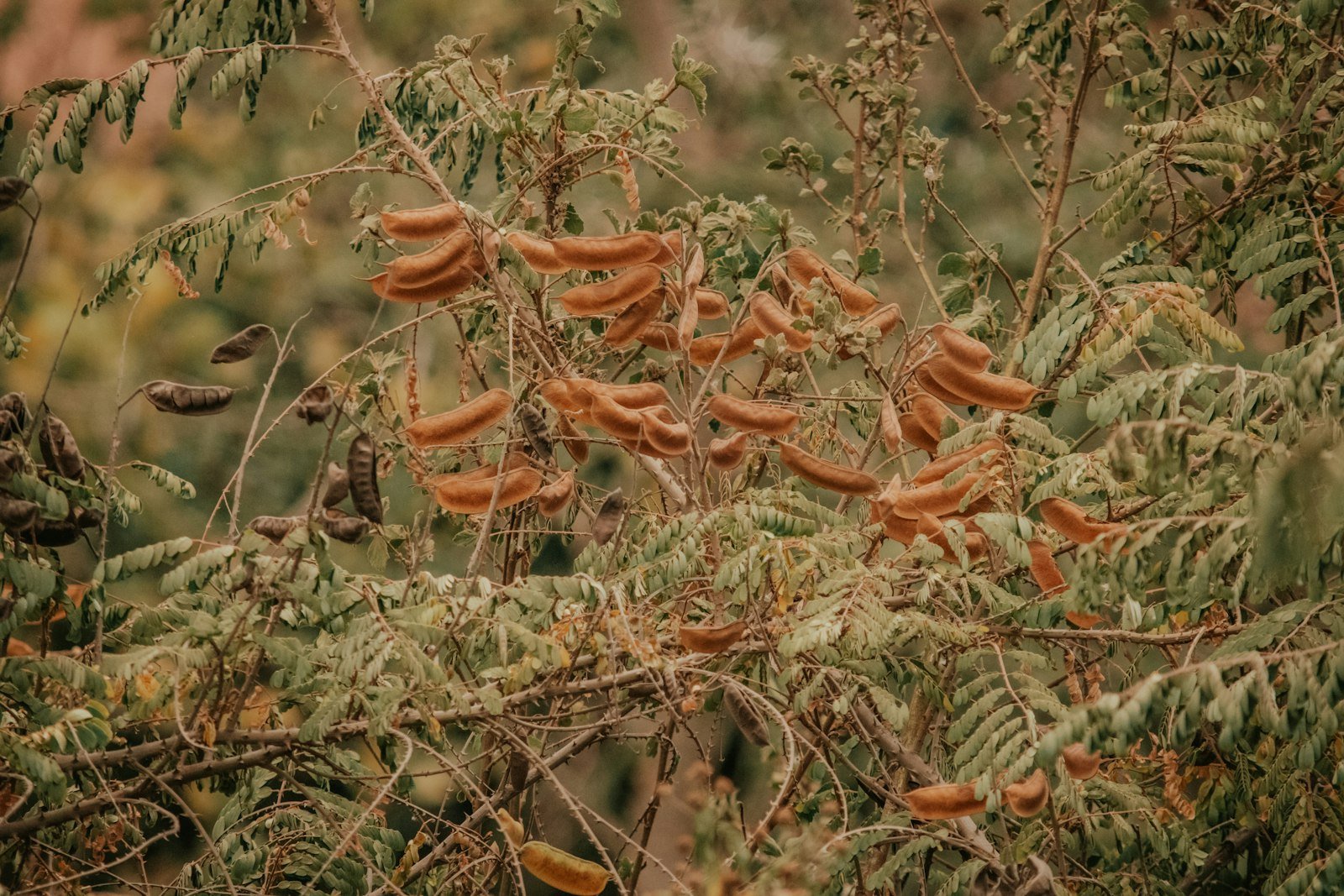 Tamarind tree heavy with brown ukwaju pods, common in coastal Kenya